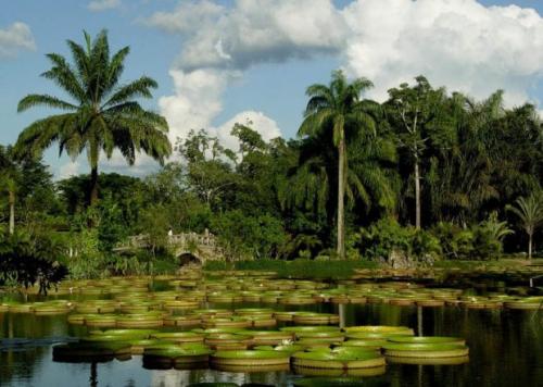 Самый густой лес. Самые большие по площади леса: удивительные фотографии