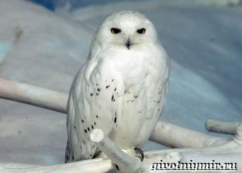 Информация о сове. Особенности и среда обитания белой совы