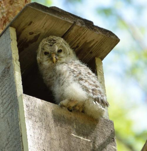 Птица сова. Сова — среда обитания, особенности видов, семья, рацион, продолжительность жизни (110 фото + видео)