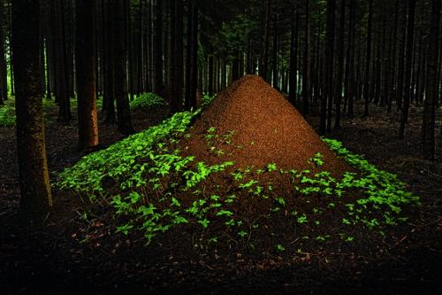 Животное которое благодаря своему образу жизни считается талантливым. Архитекторы животного мира