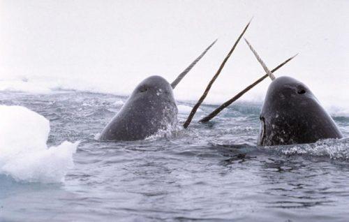 Животное которое может обитать во всех средах обитания. Среды жизни и места обитания 03