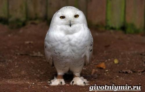 Информация о сове. Особенности и среда обитания белой совы