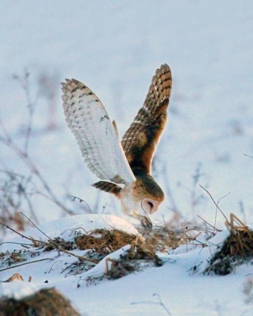 Птица сова. Сова — среда обитания, особенности видов, семья, рацион, продолжительность жизни (110 фото + видео)