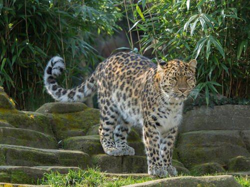 Животное которое может обитать во всех средах обитания. Среды жизни и места обитания 05