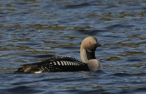 Животное которое может обитать во всех средах обитания. Среды жизни и места обитания 11