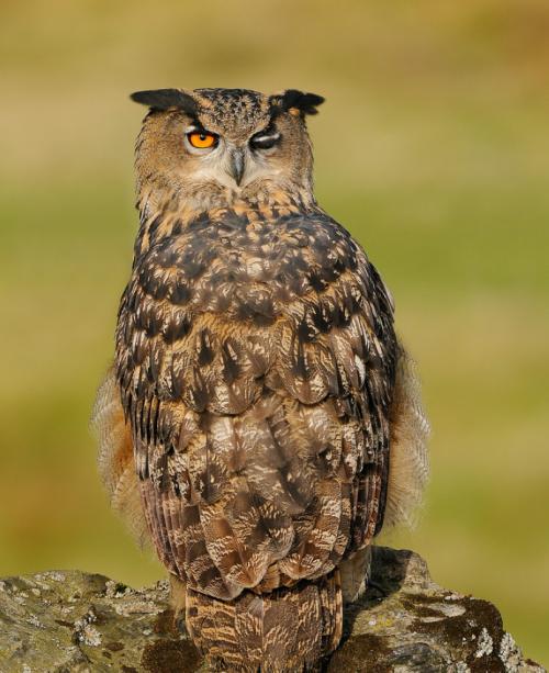 Птица сова. Сова — среда обитания, особенности видов, семья, рацион, продолжительность жизни (110 фото + видео)