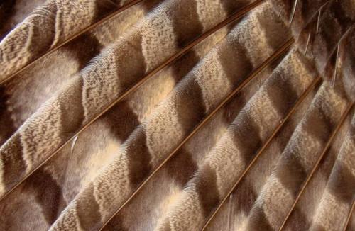 Совы зимуют где. Особенности характера и образа жизни 13