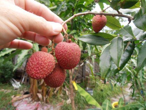 Растет ли имбирь в россии. Способы выращивания в России