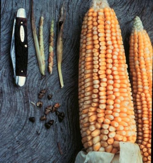 500 интересных фактов. Подборка интересных фактов обо всем на свете (15 фото)