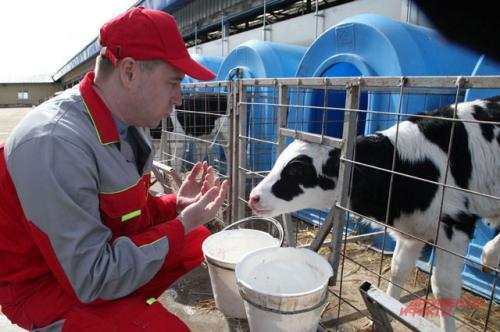 Может ли быть создана специальная музыкальная программа для повышения качества молока. Массаж для бурёнок. Дойкой молока управляют компьютеры и музыка Вивальди