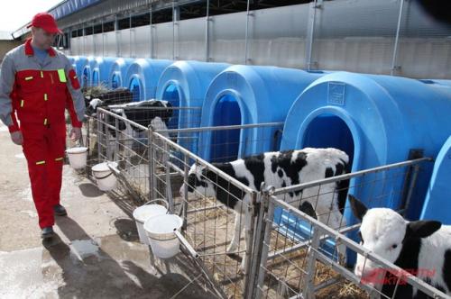 Может ли быть создана специальная музыкальная программа для повышения качества молока. Массаж для бурёнок. Дойкой молока управляют компьютеры и музыка Вивальди