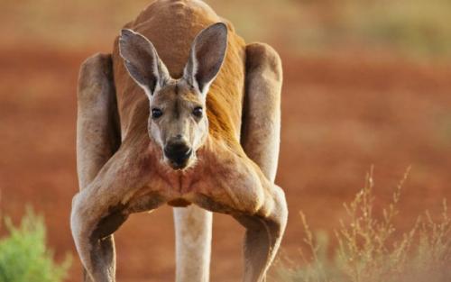 Кто придумал низкий старт. Как изобрели низкий старт