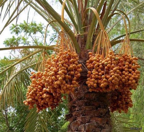 Сладкие продукты. Самые сладкие продукты в мире (8 фото)