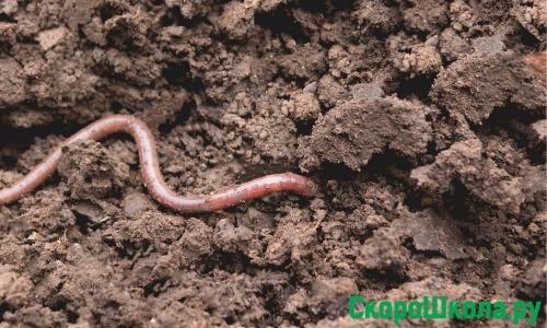 8 любопытных фактов о дождевых червях. Червячные уроки. Уро.  Интересные факты про дождевых червей для детей 07