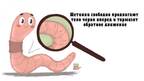 Строение дождевого червя