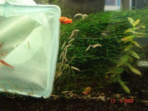 Интересные факты о белой планарии. Белая планария: что за паразит, внешнее и внутреннее строение, жизненный цикл