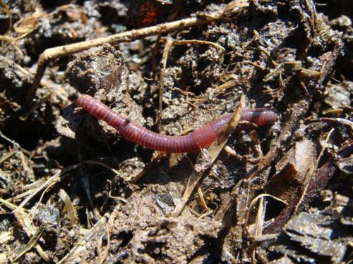 Чего боятся дождевые черви. 3 мифа о дождевых червях