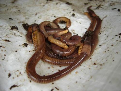 Как спариваются черви. Как размножаются черви