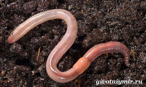 Где живут дождевые черви. Особенности и среда обитания дождевых червей