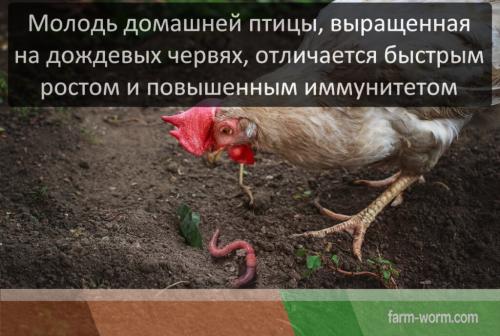 Опасны ли дождевые черви для человека. Польза и вред от дождевого червя