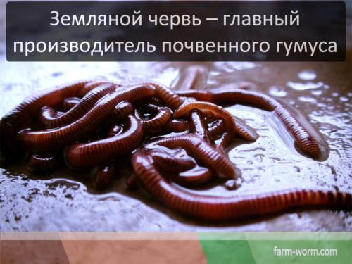 Опасны ли дождевые черви для человека. Польза и вред от дождевого червя