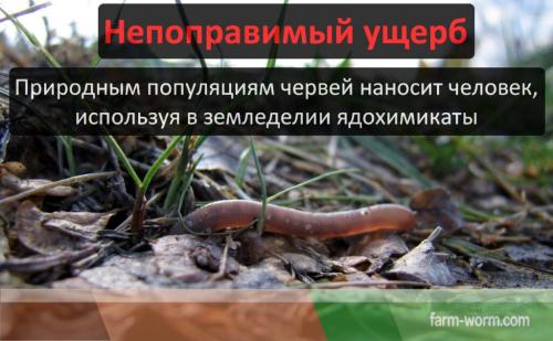 Опасны ли дождевые черви для человека. Польза и вред от дождевого червя
