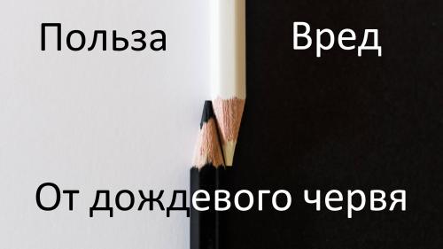 Опасны ли дождевые черви для человека. Польза и вред от дождевого червя