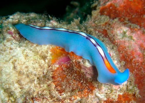 Ресничные черви имеют пищеварительную систему. Ресничные черви