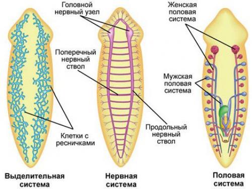 Интересные факты о белой планарии. Белая планария: что за паразит, внешнее и внутреннее строение, жизненный цикл
