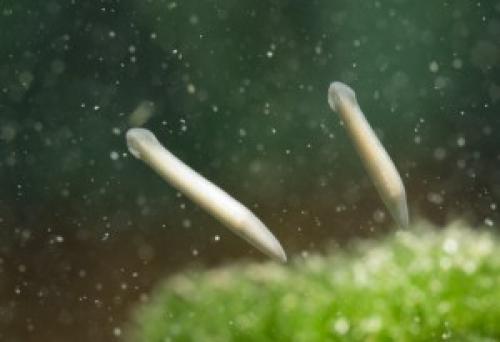 Интересные факты о белой планарии. Аквариумный паразит Молочная планария