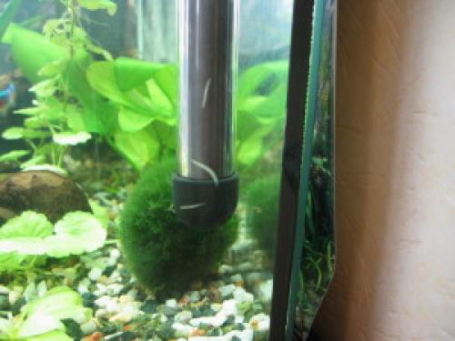 Интересные факты о белой планарии. Аквариумный паразит Молочная планария