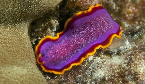 Интересные факты о плоских червях. Происхождение вида и описание