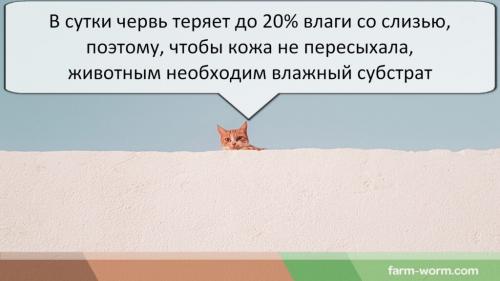 Роль дождевых червей. Функции червей в природе