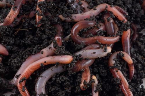 17 интересных фактов о кольчатых червях