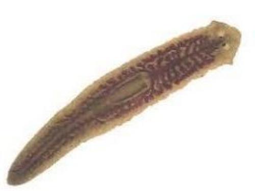 17 интересных фактов о кольчатых червях 01