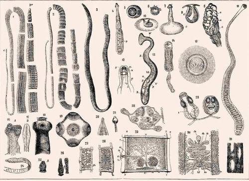 Толстые черви. Виды глистов у человека с фото