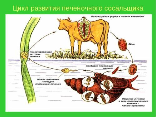 Печёночный сосальщик интересные факты. Строение и цикл жизни