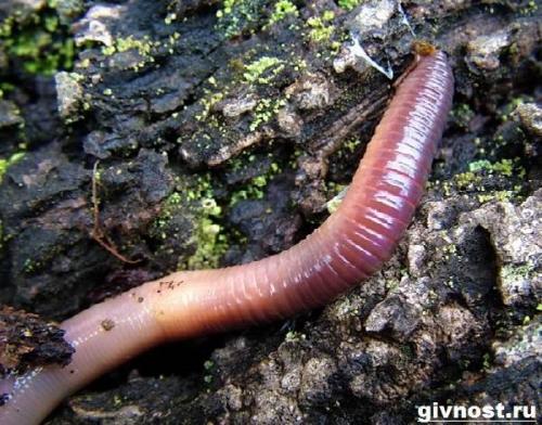 Факты о дождевых червях. Особенности и среда обитания