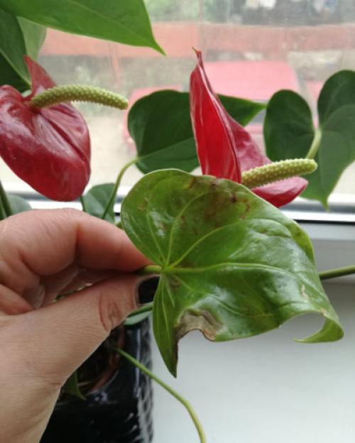 Цветок мужское счастье желтеют листья. Почему желтеют листья?