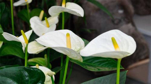 Как правильно ухаживать за цветком “мужское счастье”. Виды антуриума