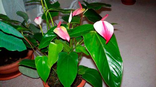 Как правильно ухаживать за цветком “мужское счастье”. Виды антуриума