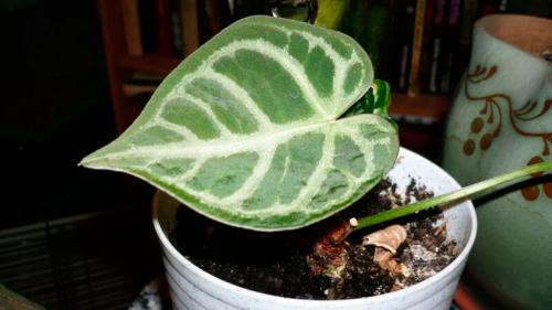 Как правильно ухаживать за цветком “мужское счастье”. Виды антуриума