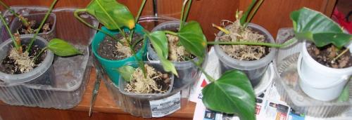 Как правильно ухаживать за цветком “мужское счастье”. Виды антуриума 13