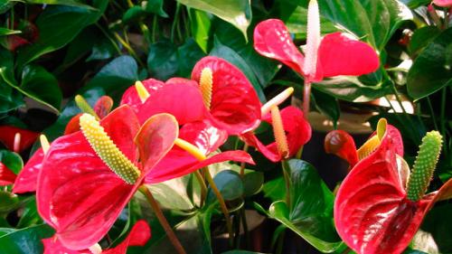 Как правильно ухаживать за цветком “мужское счастье”. Виды антуриума