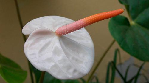 Как правильно ухаживать за цветком “мужское счастье”. Виды антуриума