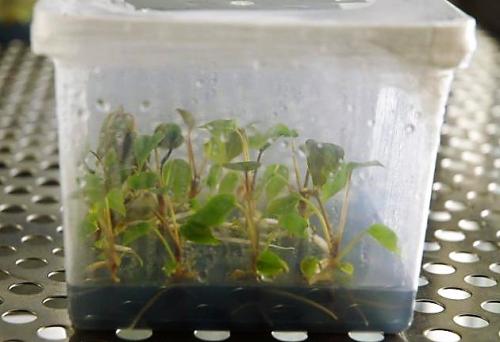 Как правильно ухаживать за цветком “мужское счастье”. Виды антуриума 12