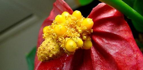 Как пересадить и омолодить антуриум. Как омолодить старый антуриум Андре 03