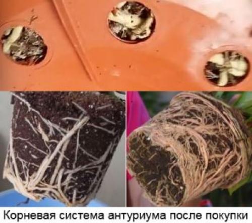 Пересадка антуриума с воздушными корнями. Правильная пересадка антуриума «мужское счастье»: введение