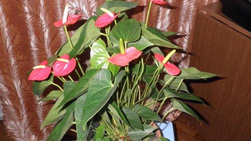 Как правильно ухаживать за цветком “мужское счастье”. Виды антуриума