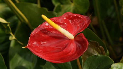 Как правильно ухаживать за цветком “мужское счастье”. Виды антуриума